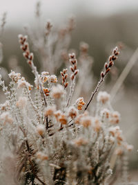 Selective focus photo of frosty heather on a cold, winters morning.