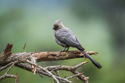 Close-up of bird perching on branch