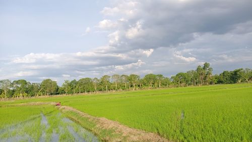 Scenic view of agricultural field against sky