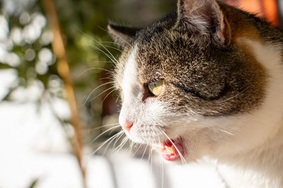 Close-up of a cat with eyes closed