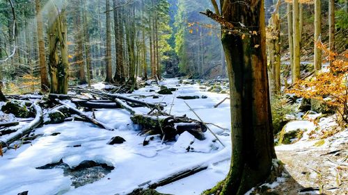 Frozen trees in forest during winter