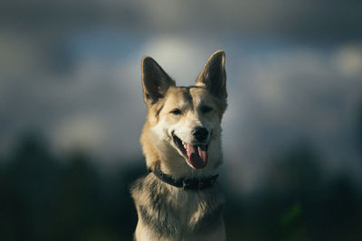 Portrait of a dog