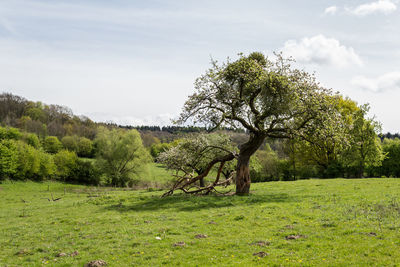 Trees on field against sky