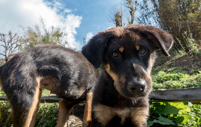 Portrait of dog on field
