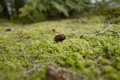 Close-up of shell on field