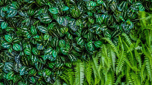 Full frame shot of fresh green plants