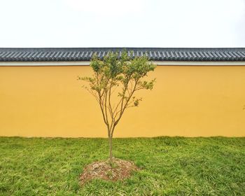 Plants growing on field