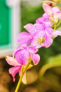 Close-up of purple flowering plant