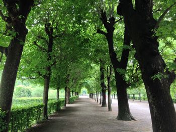 Narrow pathway along trees