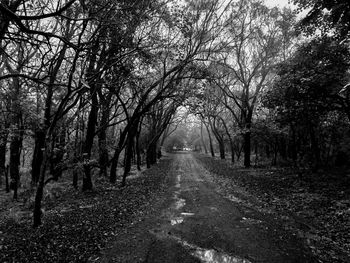 Road amidst trees in forest