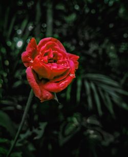 Close-up of red rose blooming outdoors