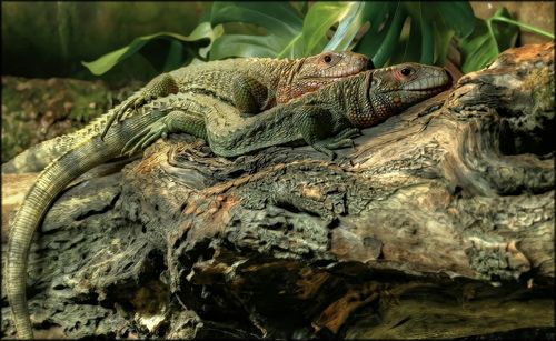 Close-up of lizard