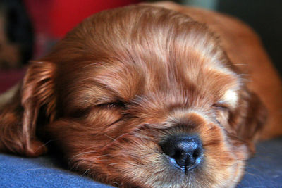 Close-up portrait of a dog