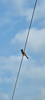 Low angle view of bird perching on cable against sky