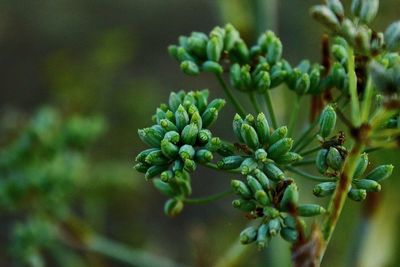 Close-up of plants growing outdoors