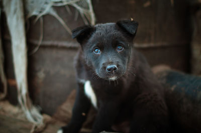 Portrait of black dog