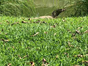 Grass in a field