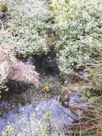 Plants in water