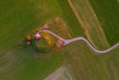 High angle view of flowering plant on land