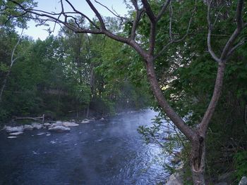 River in forest