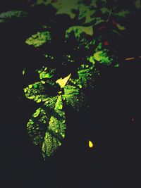Close-up of green leaves on plant at night