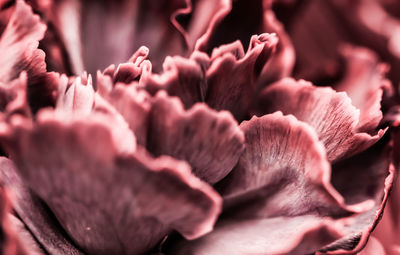 Full frame shot of pink flowering plant