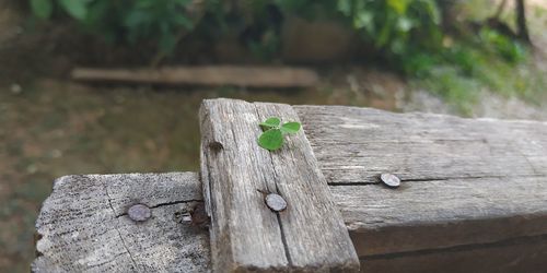 Close-up of leaf on wooden plank