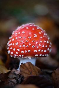 Close-up of fly agaric mushroom