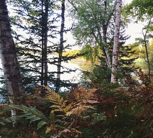 Trees in forest