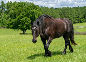 Horses in a field