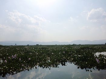 Scenic view of flower field against sky