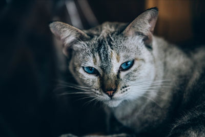 Close-up portrait of a cat