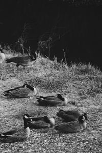 Birds in water