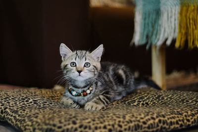 Portrait of cat with kitten