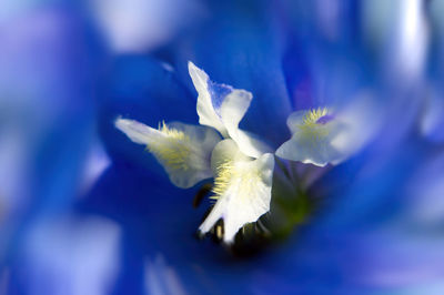Close-up of blue flower