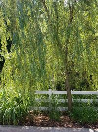 View of trees in park