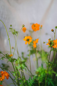 Close-up of yellow flowering plant on field