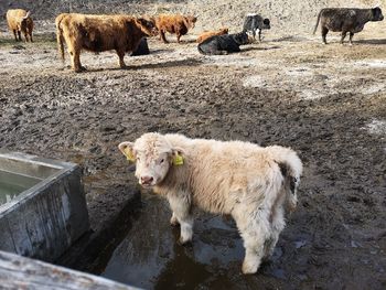 Cow standing in a pen