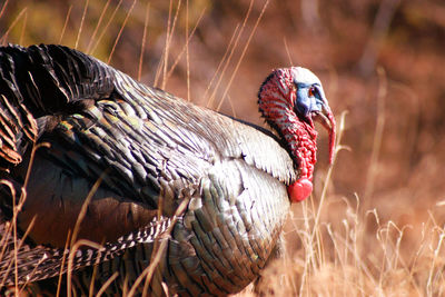 Close-up of a bird on field