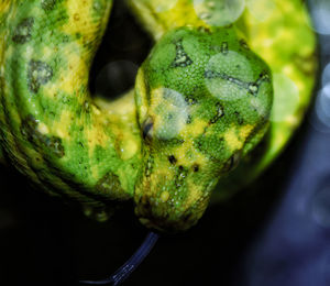 Close-up of insect on leaf