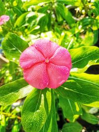 Close-up of pink rose flower