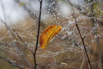 Close-up of water drops on spider web