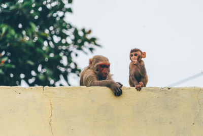 Monkeys by retaining wall against sky