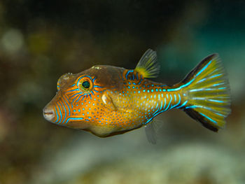 Canthigaster rostrata