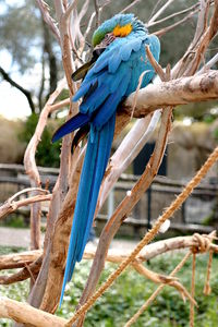 Close-up of blue parrot perching on tree