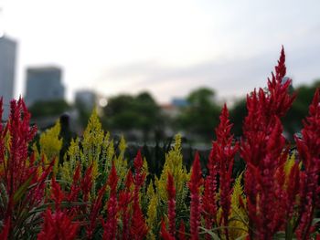 Close-up of red flowering plants on field against sky