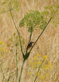 Close-up of insect on plant