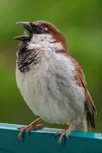 Close-up of bird perching on railing