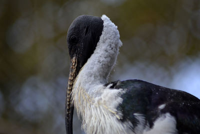 Close-up of pelican