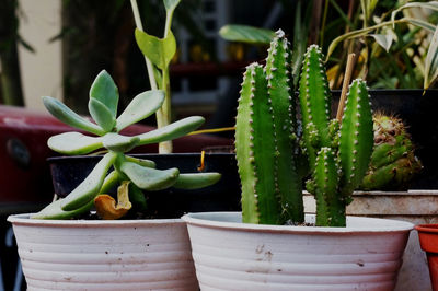 A succulent mini cactus in a white pot 
